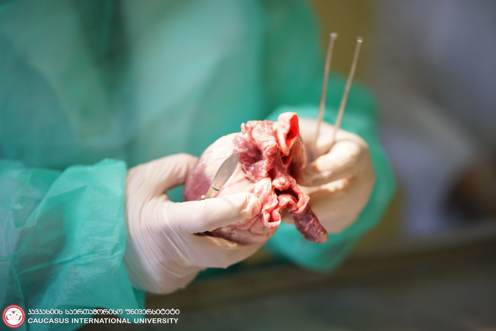 Students of Pharmacy Program Preformed Sagittal, Horizontal and Frontal Section on the Animal’s Heart