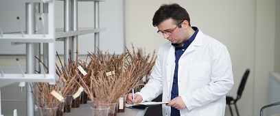 Wild Vine Propagating Process at the Faculty of Viticulture-Winemaking